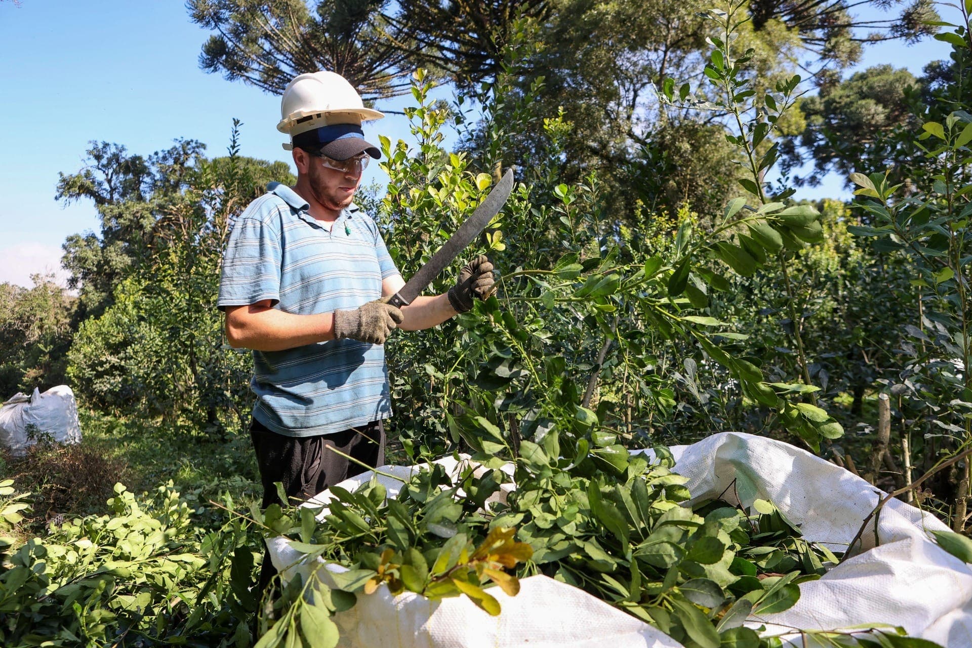 Cultivo de erva-mate em floresta de araucária