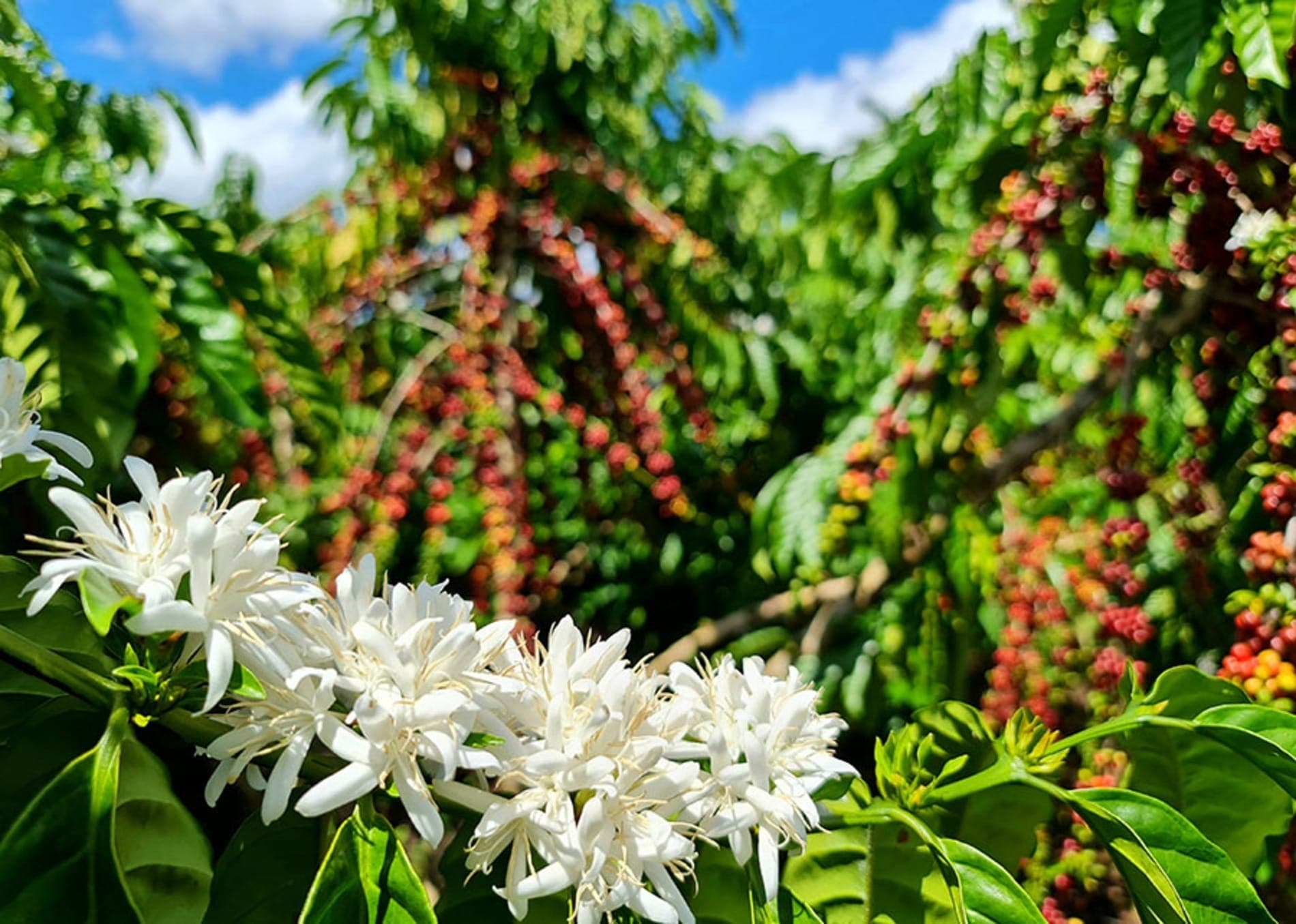 Florada do café em Rondônia