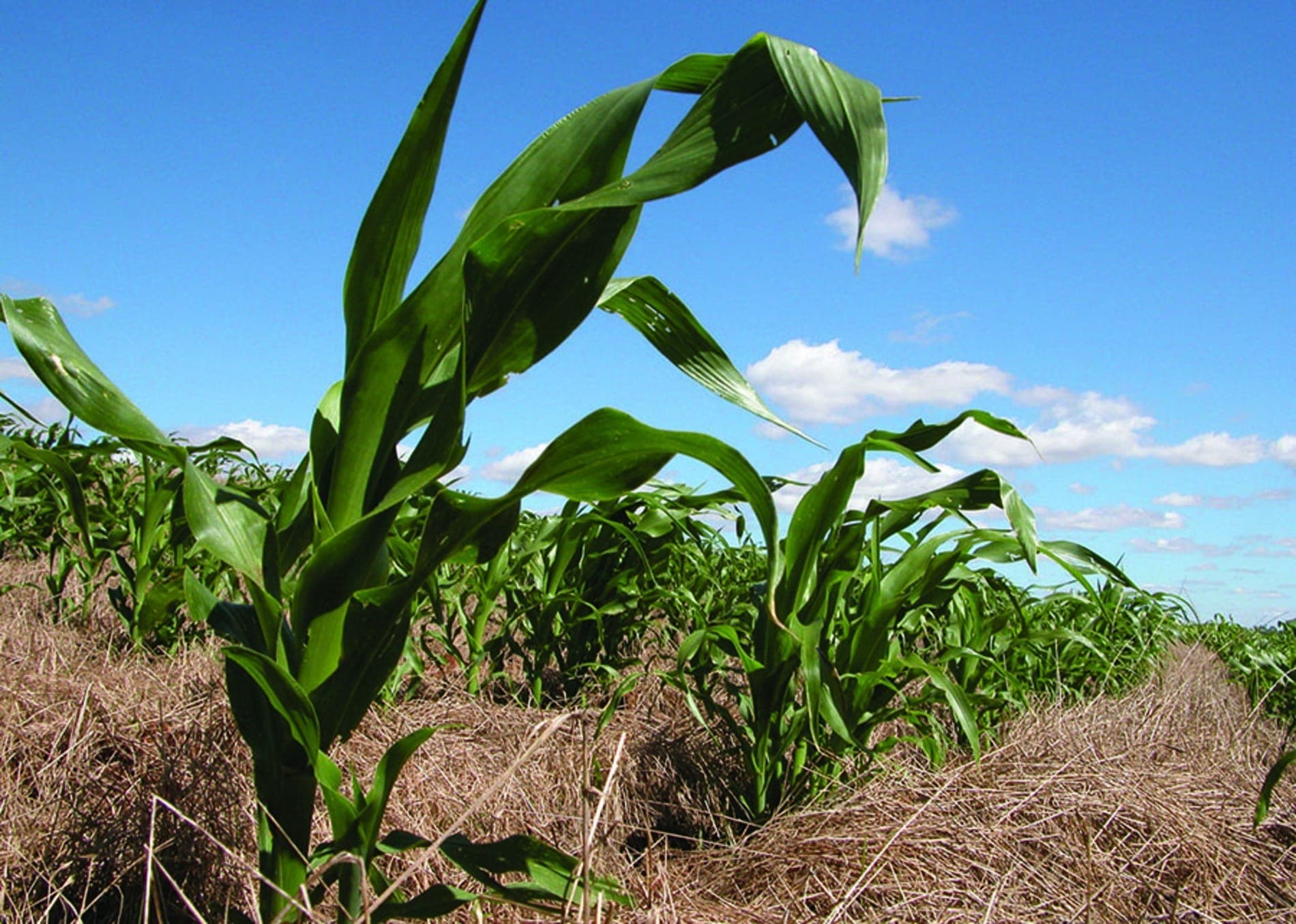 Matopiba está entre as regiões com o maior potencial agrícola do Brasil