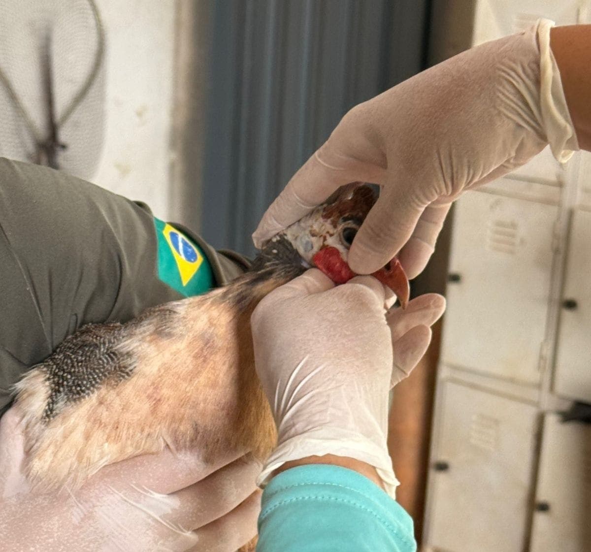 Técnico da Defesa Agropecuária realizam teste em galinha