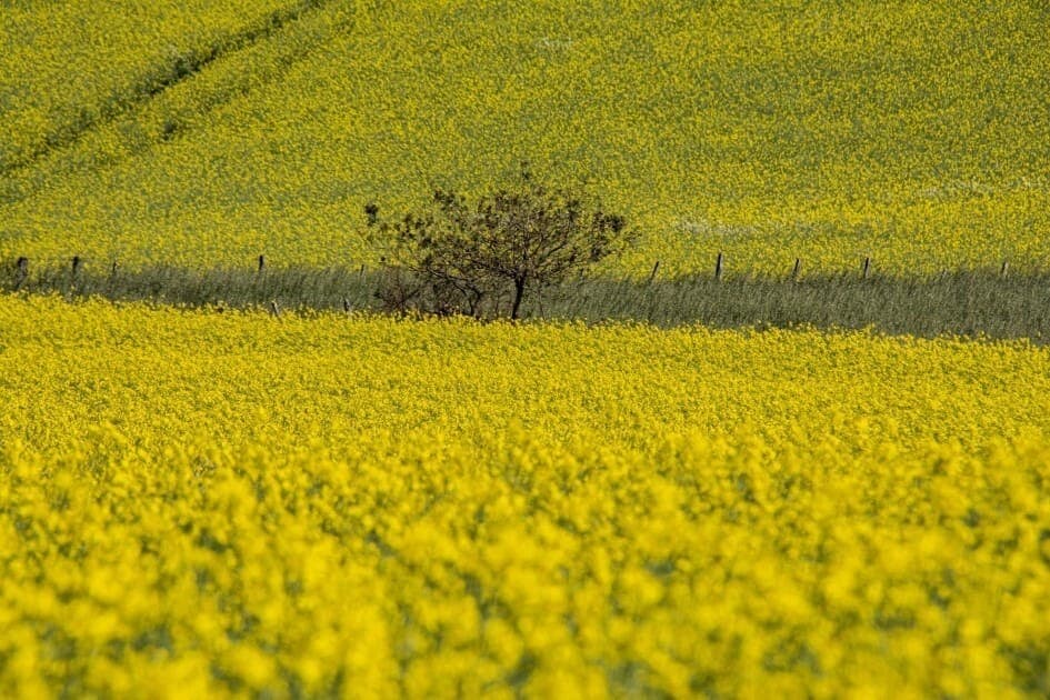 Lavoura de canola no Rio Grande do Sul