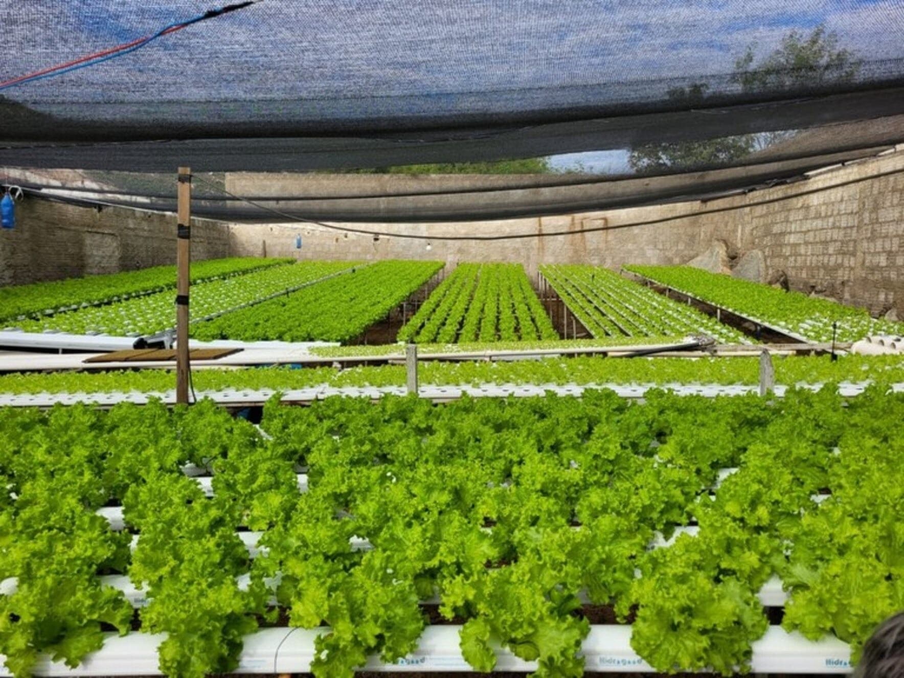 Cultivar alimentos em água ganha popularidade 