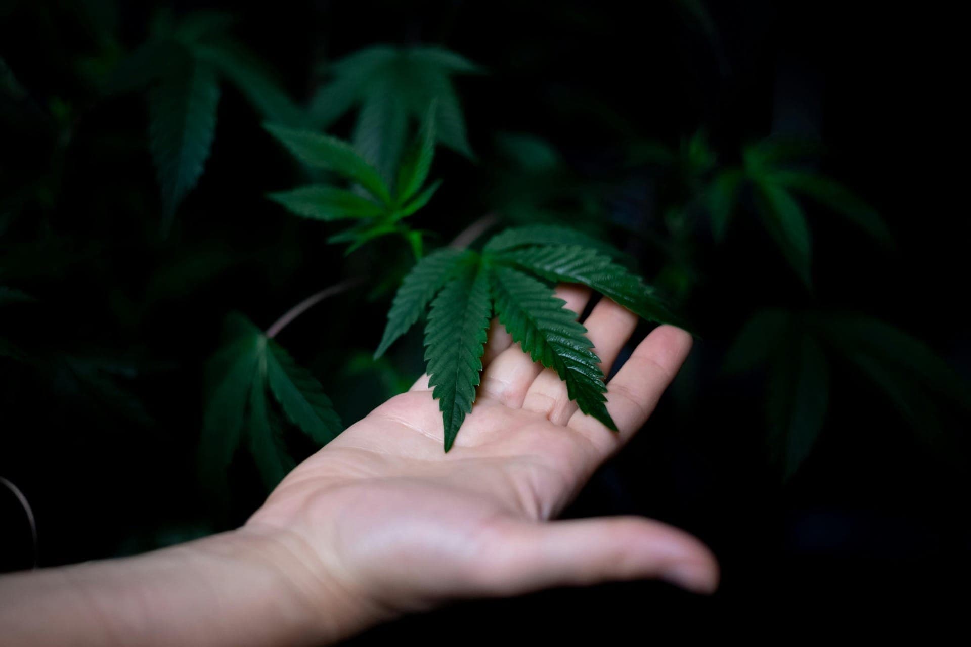 Cannabis