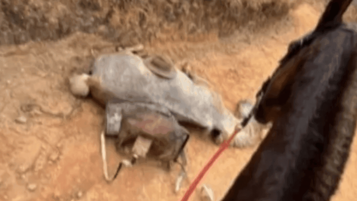 Cavalo morreu na região do Sertão do Guaraná, em Bananal