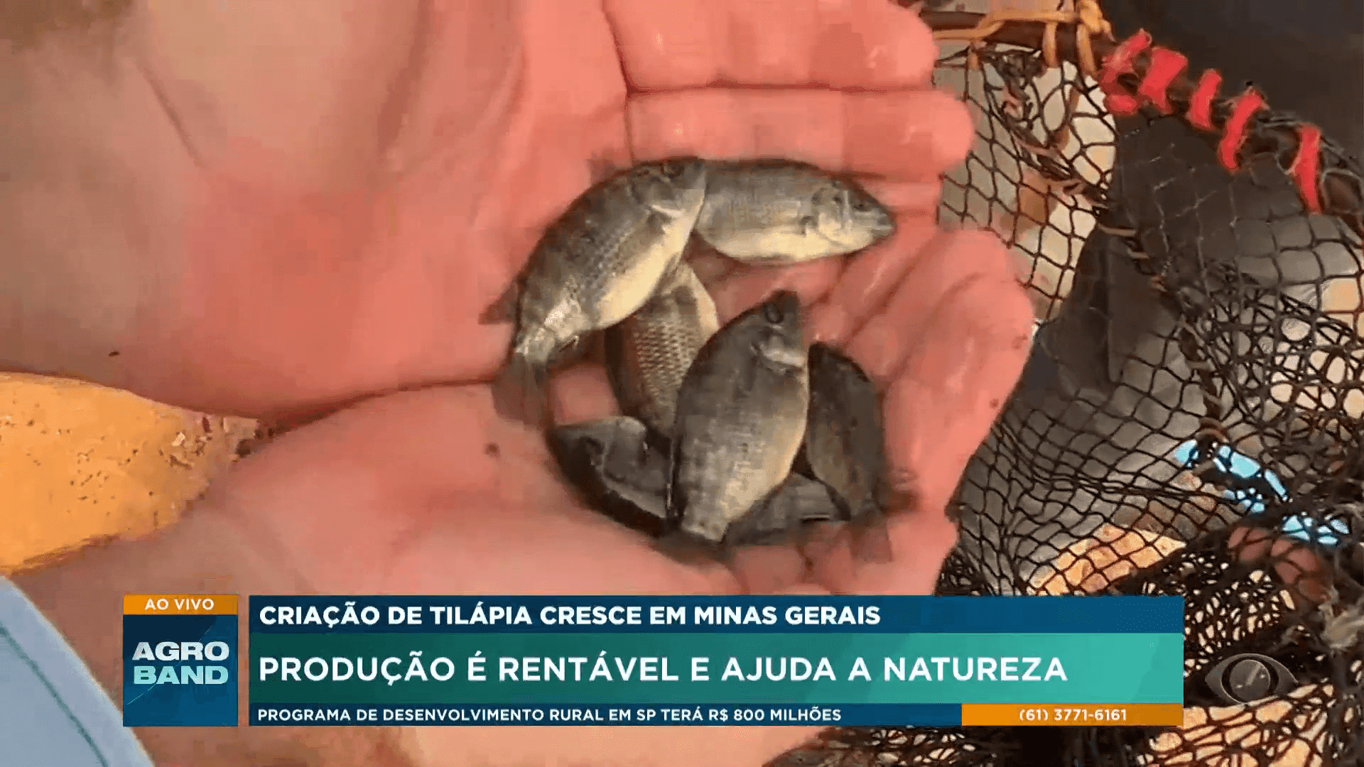 Produção de tilápias ganha força em Minas 