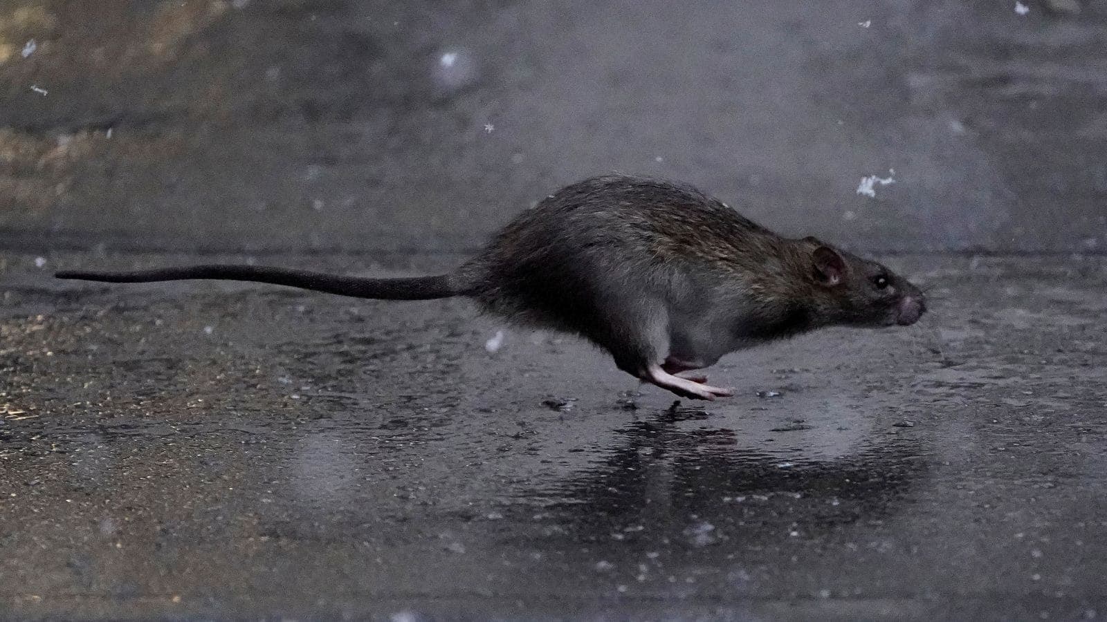 Hantavírus é transmitido por ratos