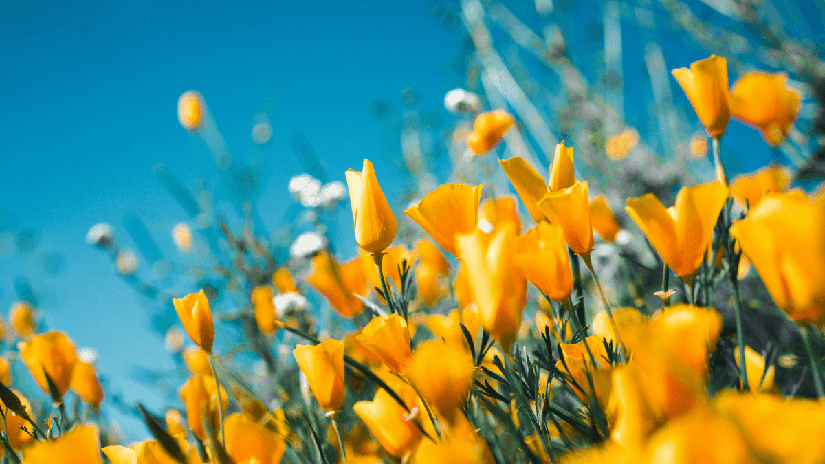 Primavera começa na segunda-feira; clima fica "maluco" em boa parte do Brasil