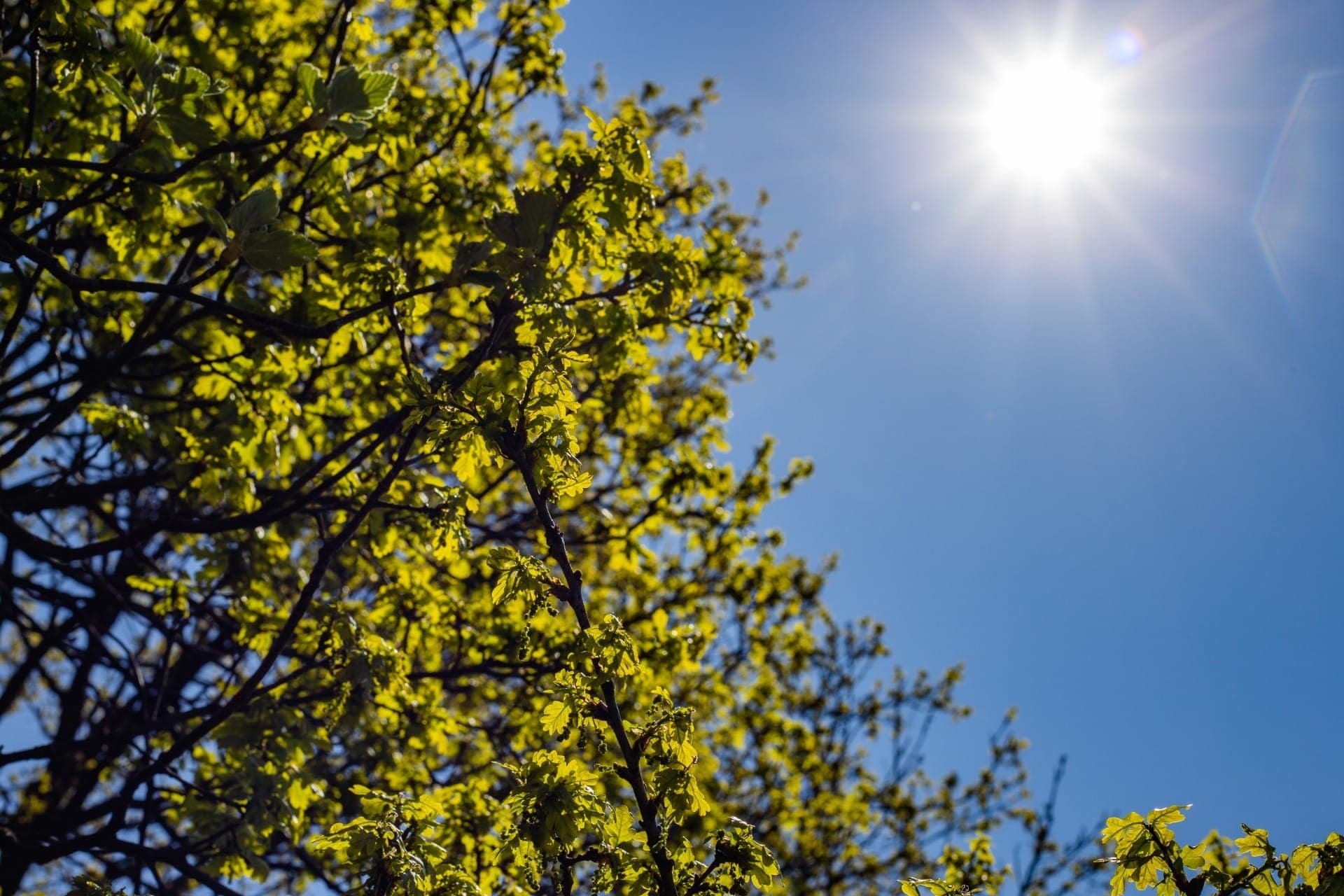 Primavera meteorológica