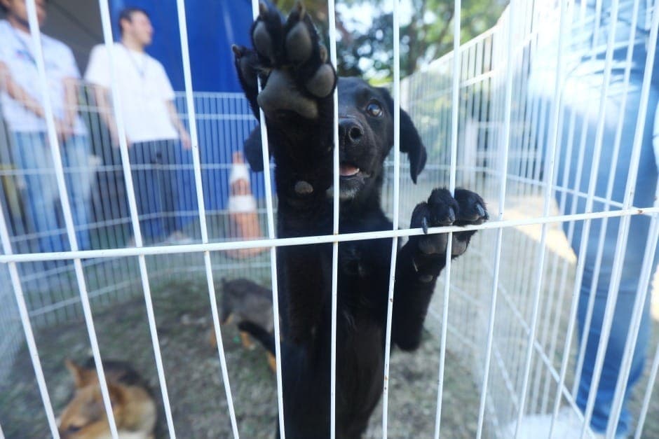 Feira de adoção e vacinação de pets movimenta CCZ de São José dos Campos neste sábado (27)