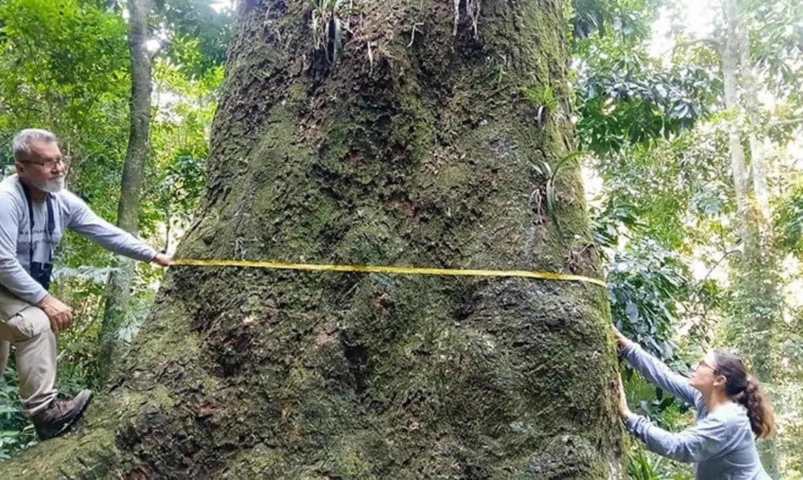 Árvore localizada no Rio pode ter 500 anos