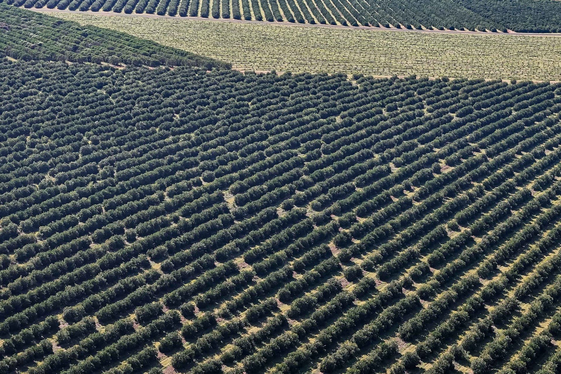 Plantação de laranjas no Paraná 
