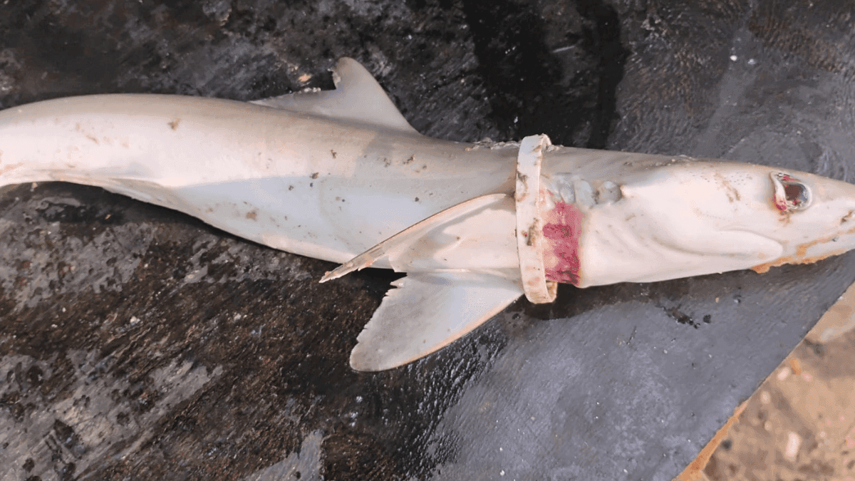Tubarão é encontrado morto após se enroscar em argola plástica em Ubatuba