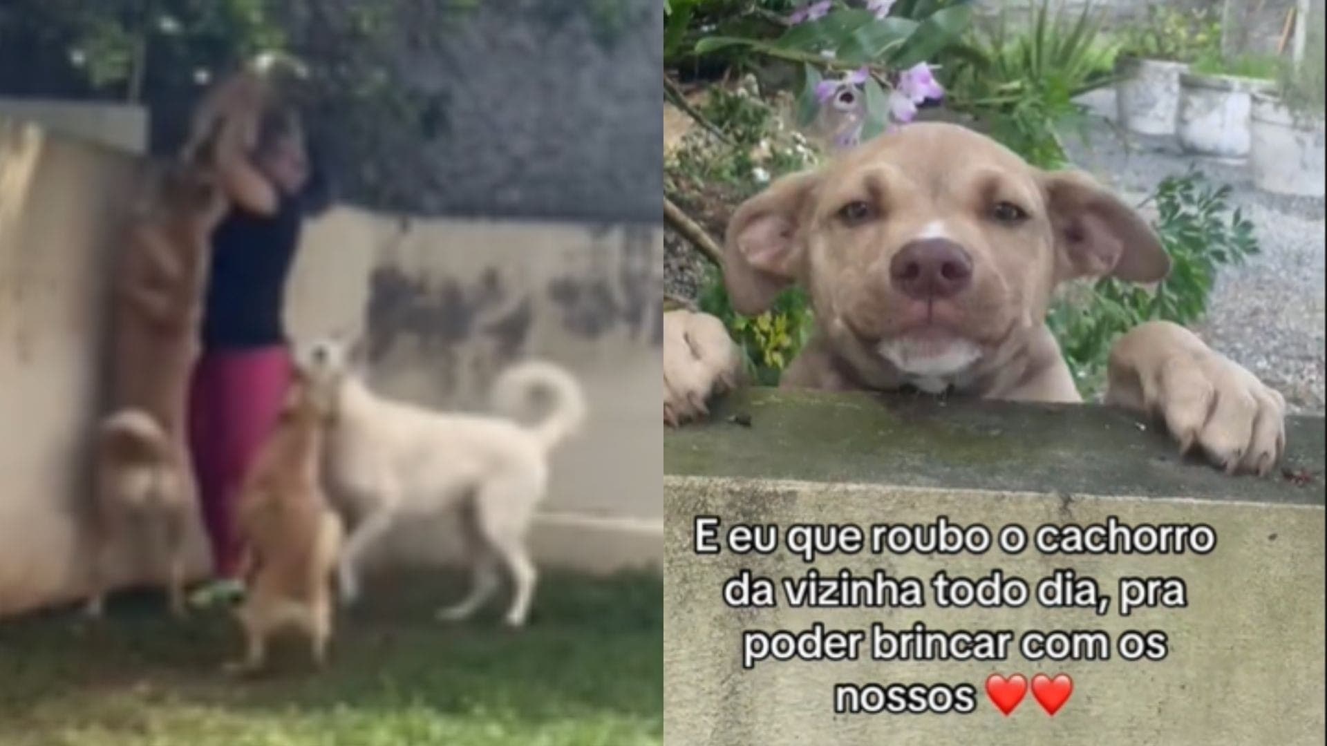 Mulher 'rouba' filhote para brincar com cachorros
