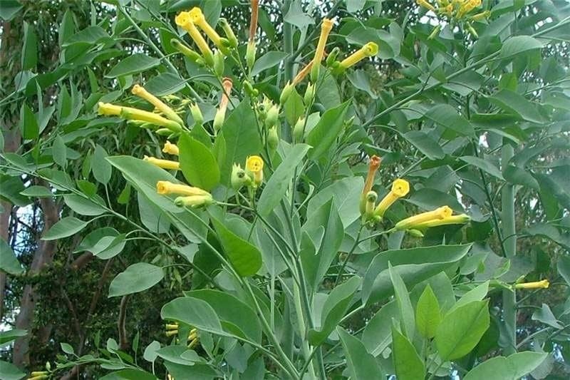 Planta possui alto teor de anabasina