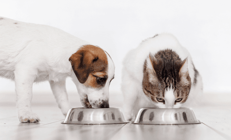 Rações para pets terão limites de micotoxinas