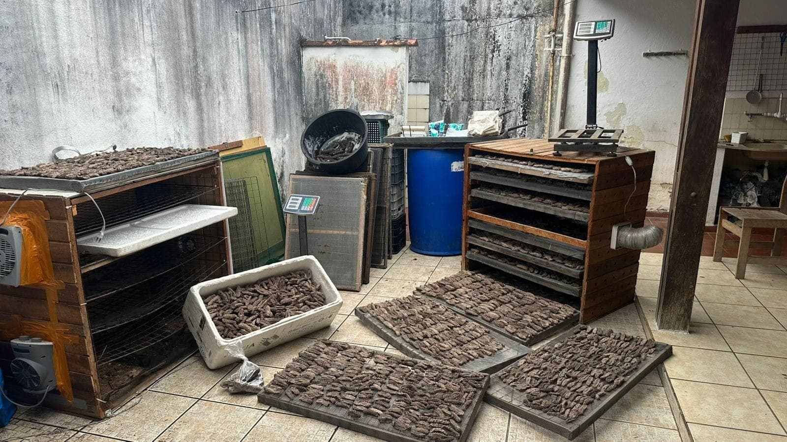 Homem é preso após ser encontrado com 59 kg de pepino-do-mar em Ubatuba