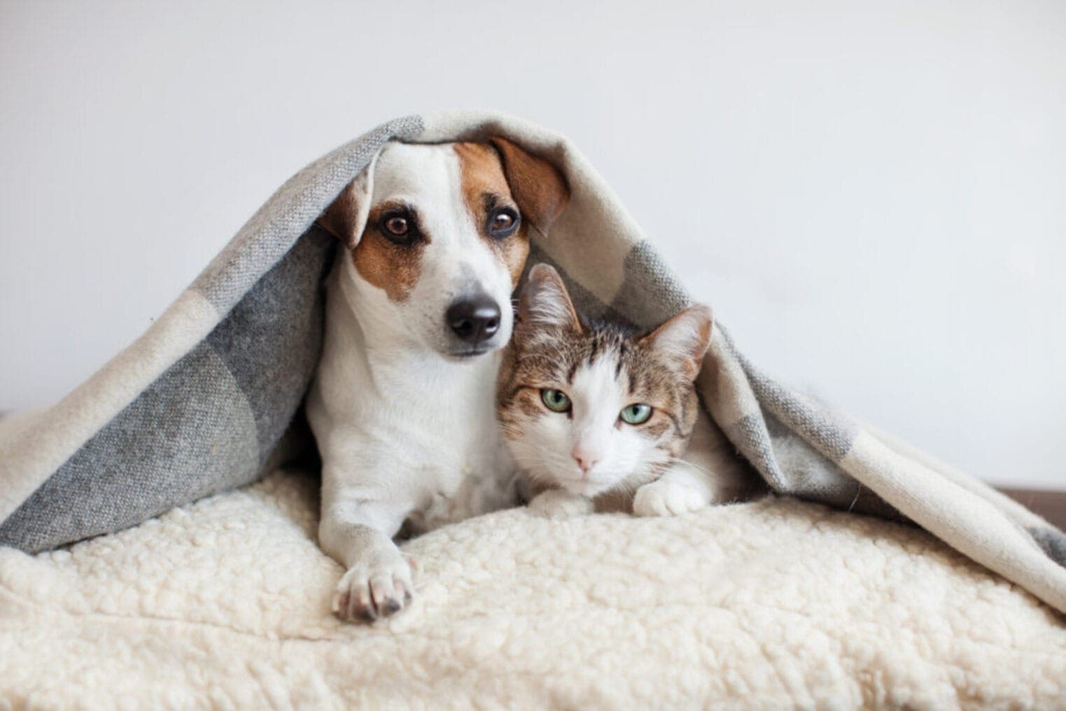 Adoção de pets 