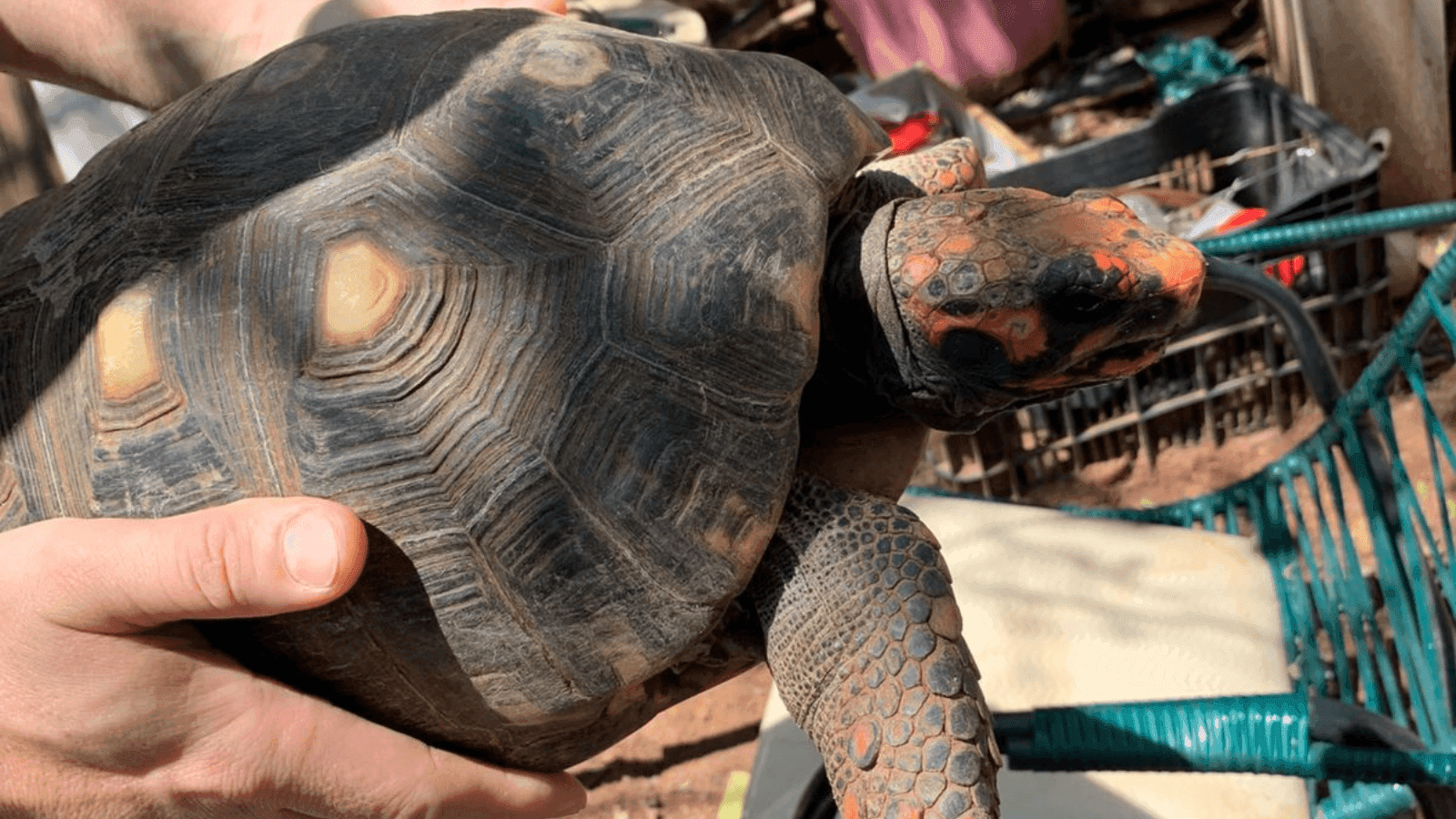 Foram encontrados 12 cães, um gato e um jabuti
