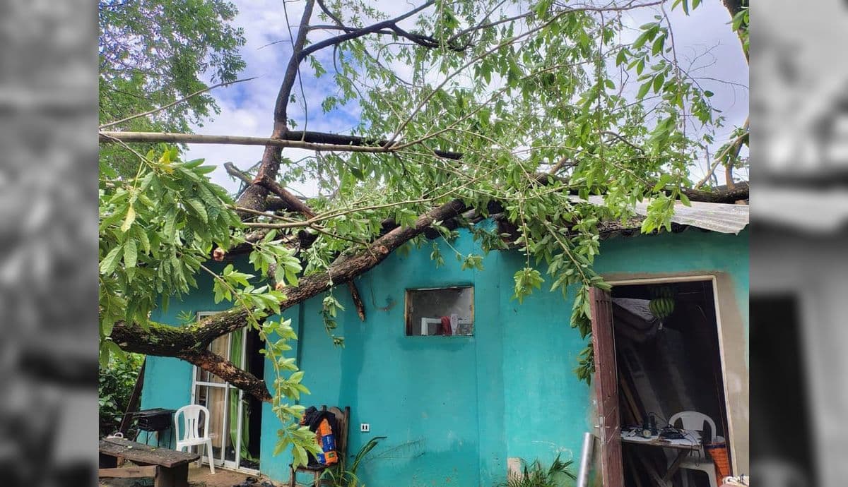 Árvore foi retirada