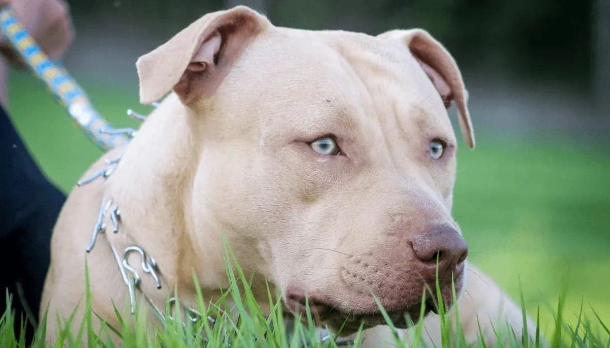 Ataques de pitbulls acendem alertas