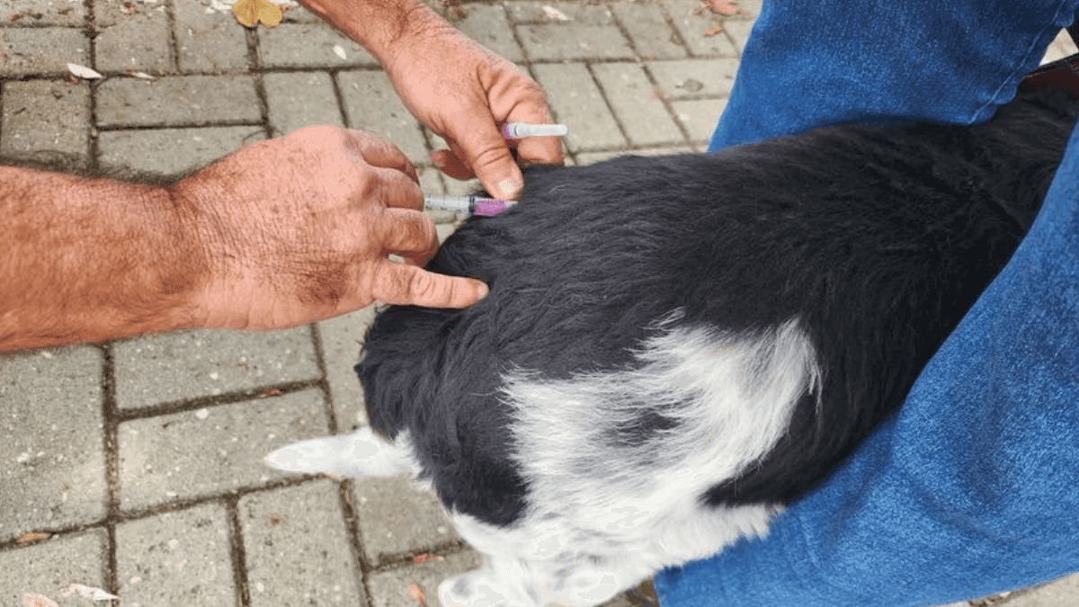 Prefeitura de Taubaté realiza vacinação antirrábica de cães e gatos