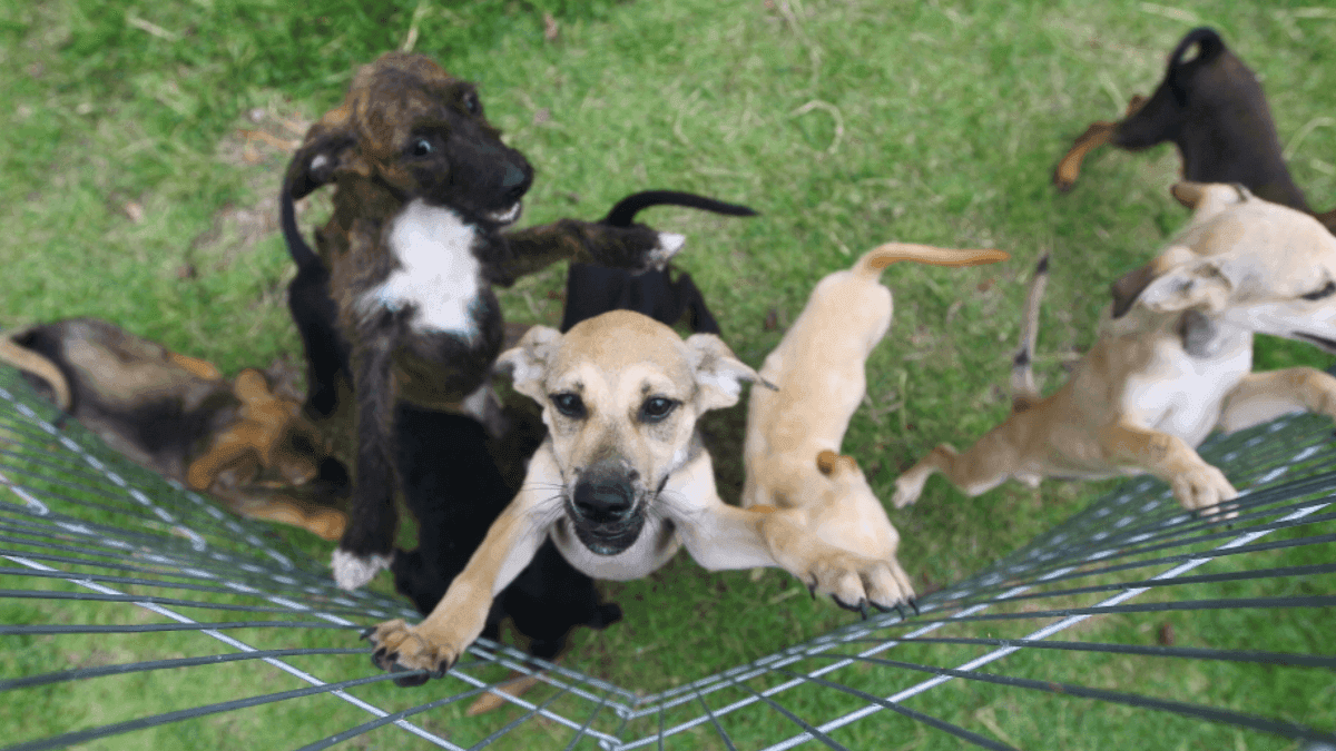 Prefeitura de São José dos Campos realiza feira de adoção e vacinação de pets neste sábado (25)