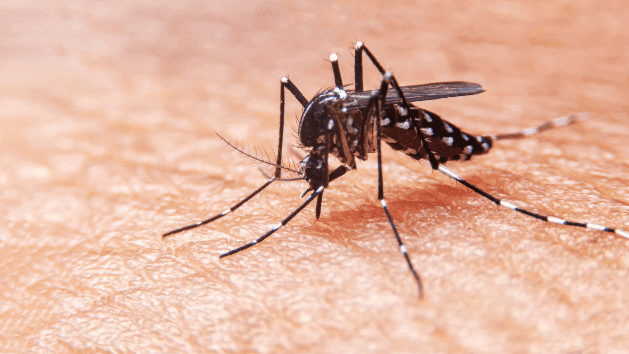 Mosquito é visto pela primeira vez na Islândia