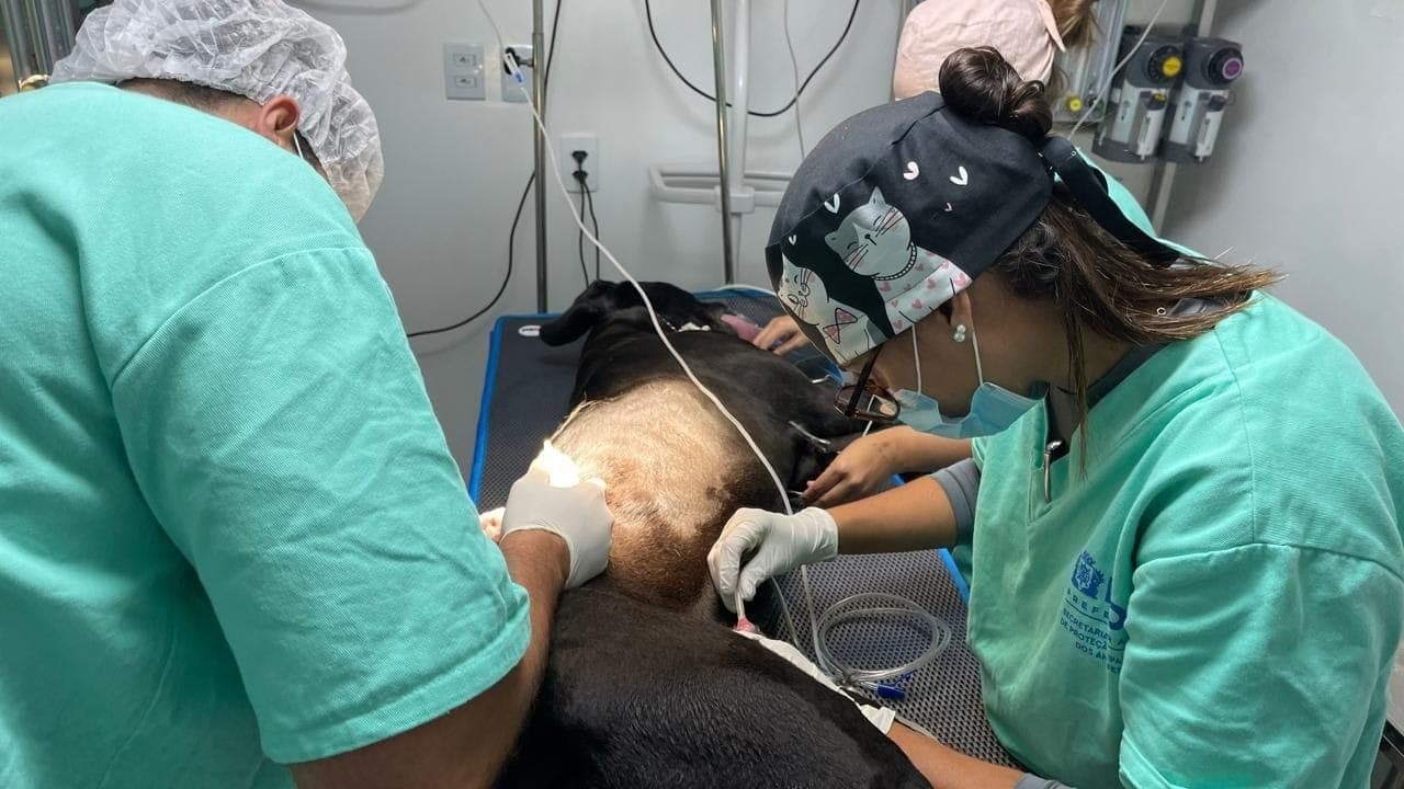 Cachorro Scooby, durante cirurgia