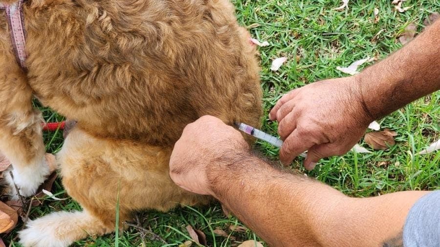 Prefeitura de Taubaté realiza vacinação antirrábica de cães e gatos no bairro São Gonçalo