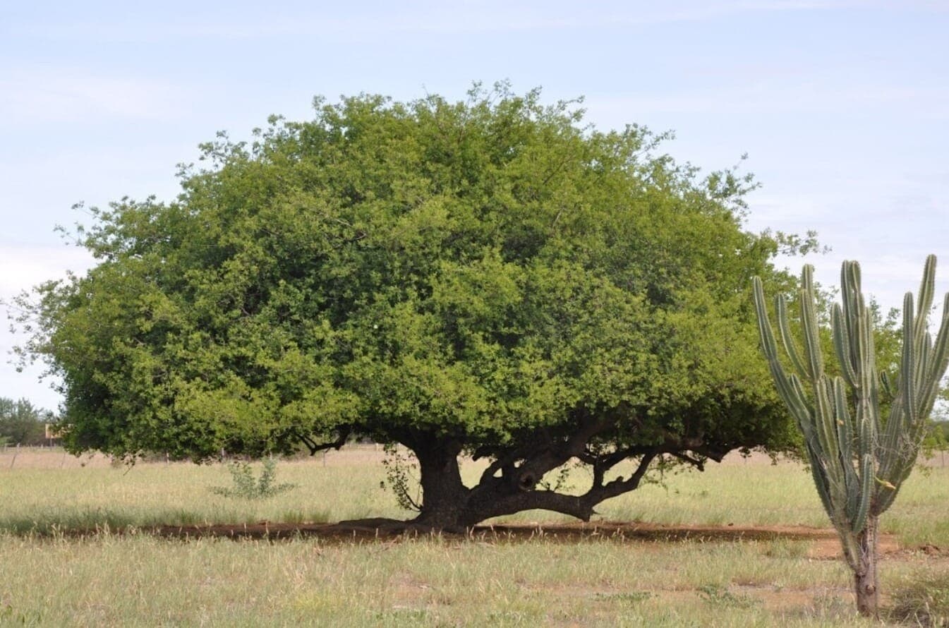 Árvore de umbu, na Caatinga, é resistente à seca