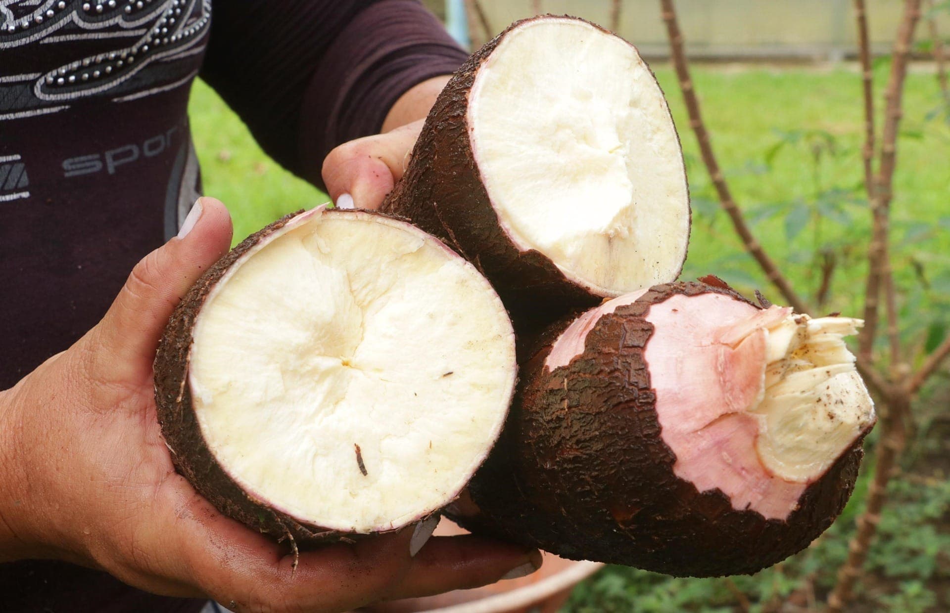 Mandioca biofortificada é aliada da segurança nutricional