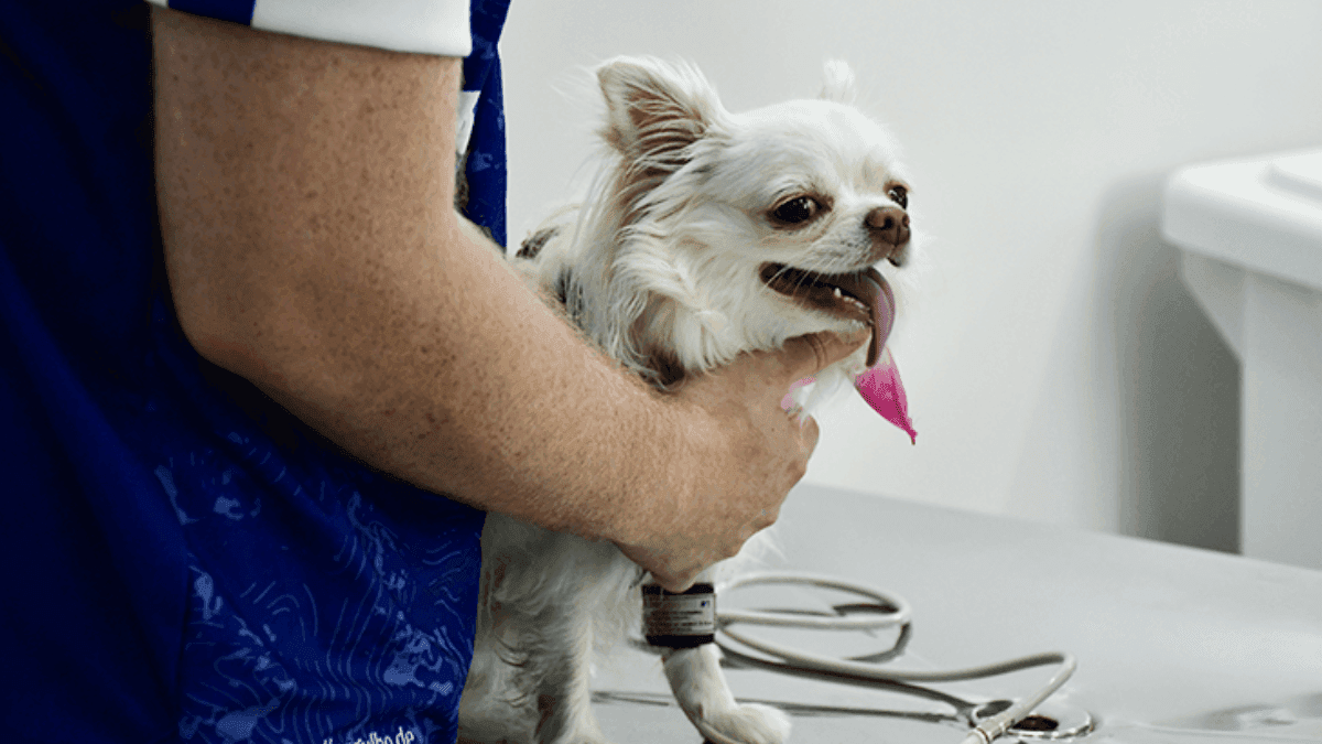 UNITAU prorroga campanha de vacinação para cães e gatos até o fim de novembro