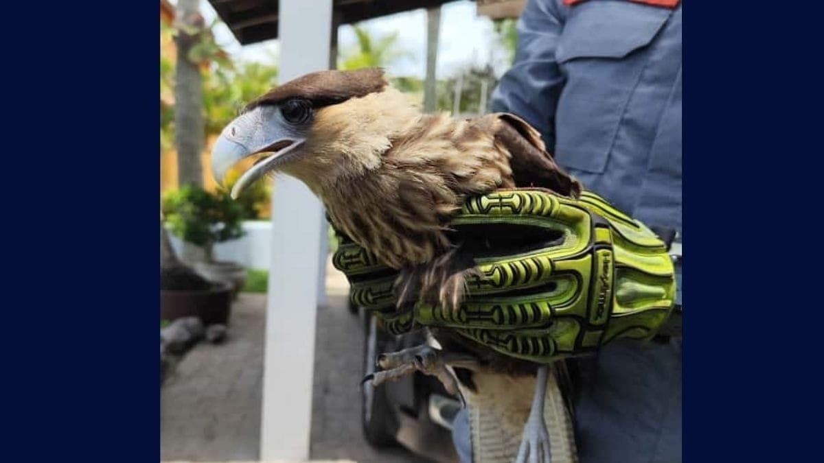 Carcará foi resgatado ferido 