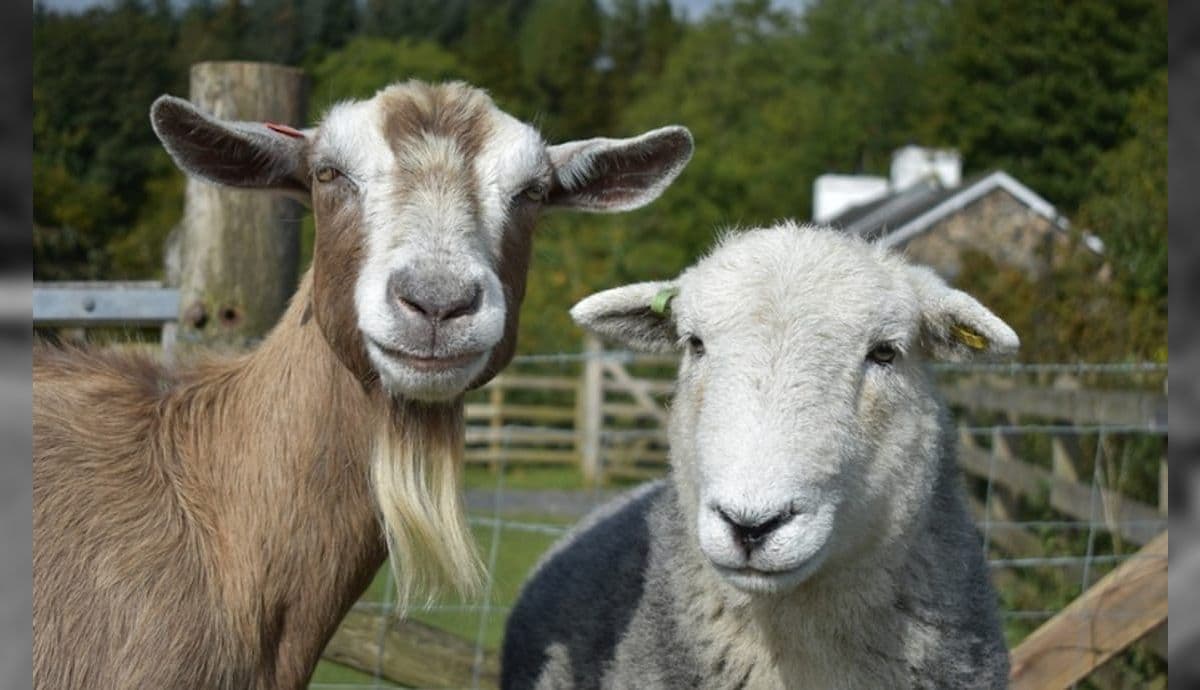 Cabras