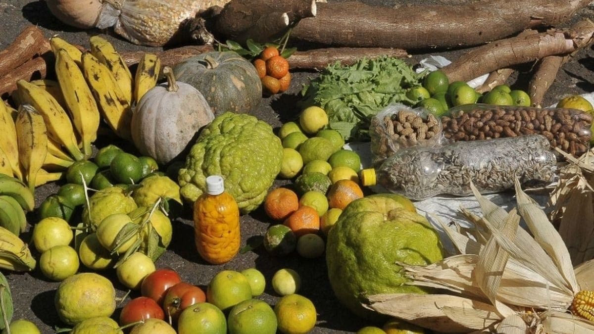 Alimentos 