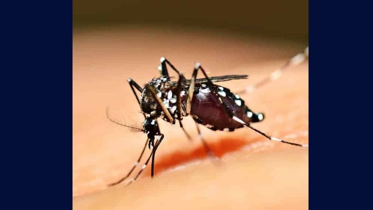 Doença é transmitida por mosquito infectado