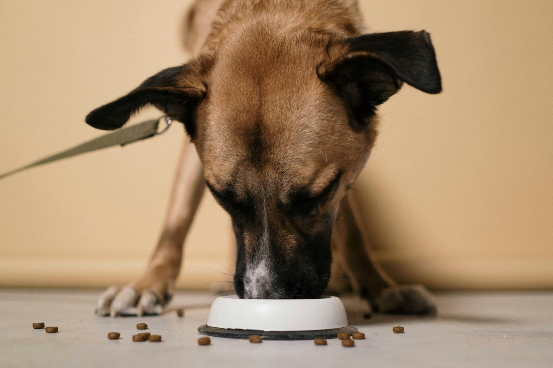 O que cachorro pode comer?