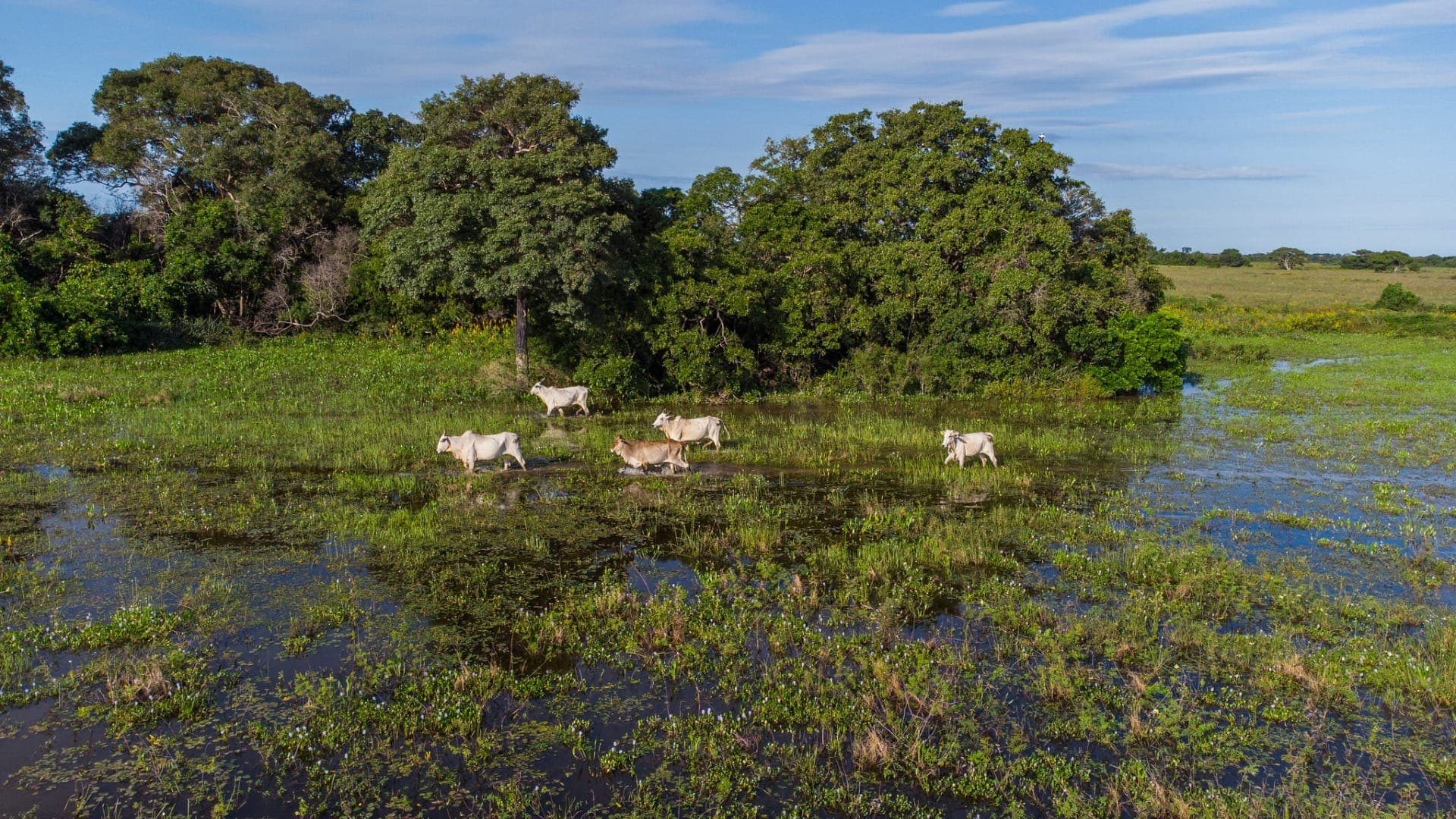 Bovinos no Pantanal