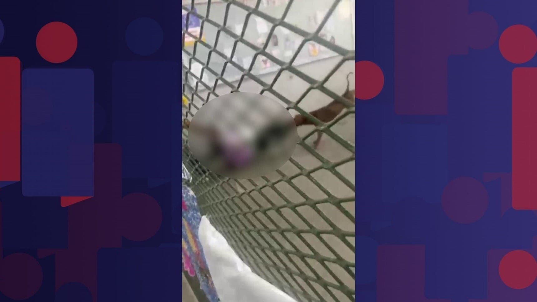 Pitbull ataca criança 