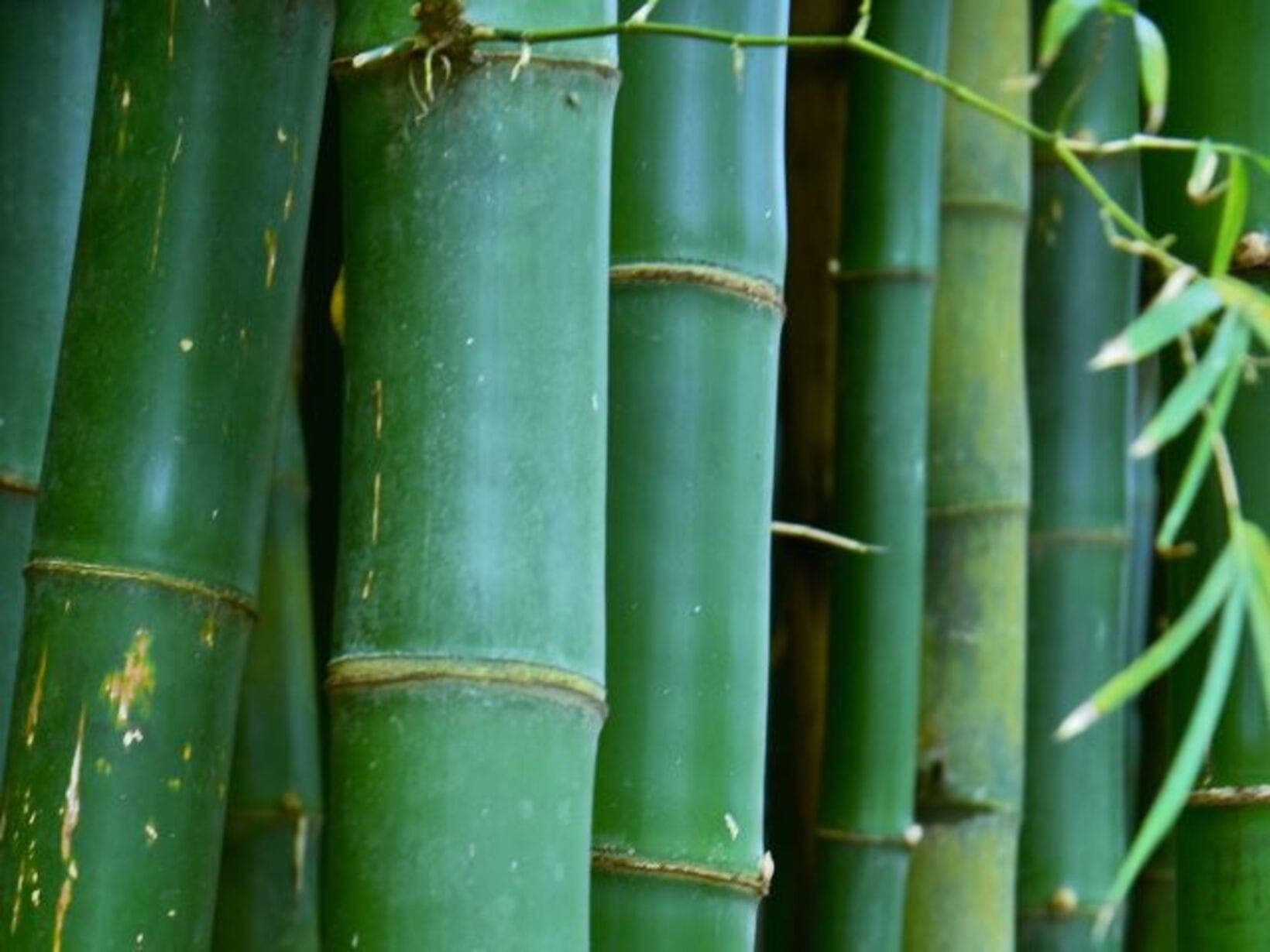 Bambu é visto como uma solução sustentável
