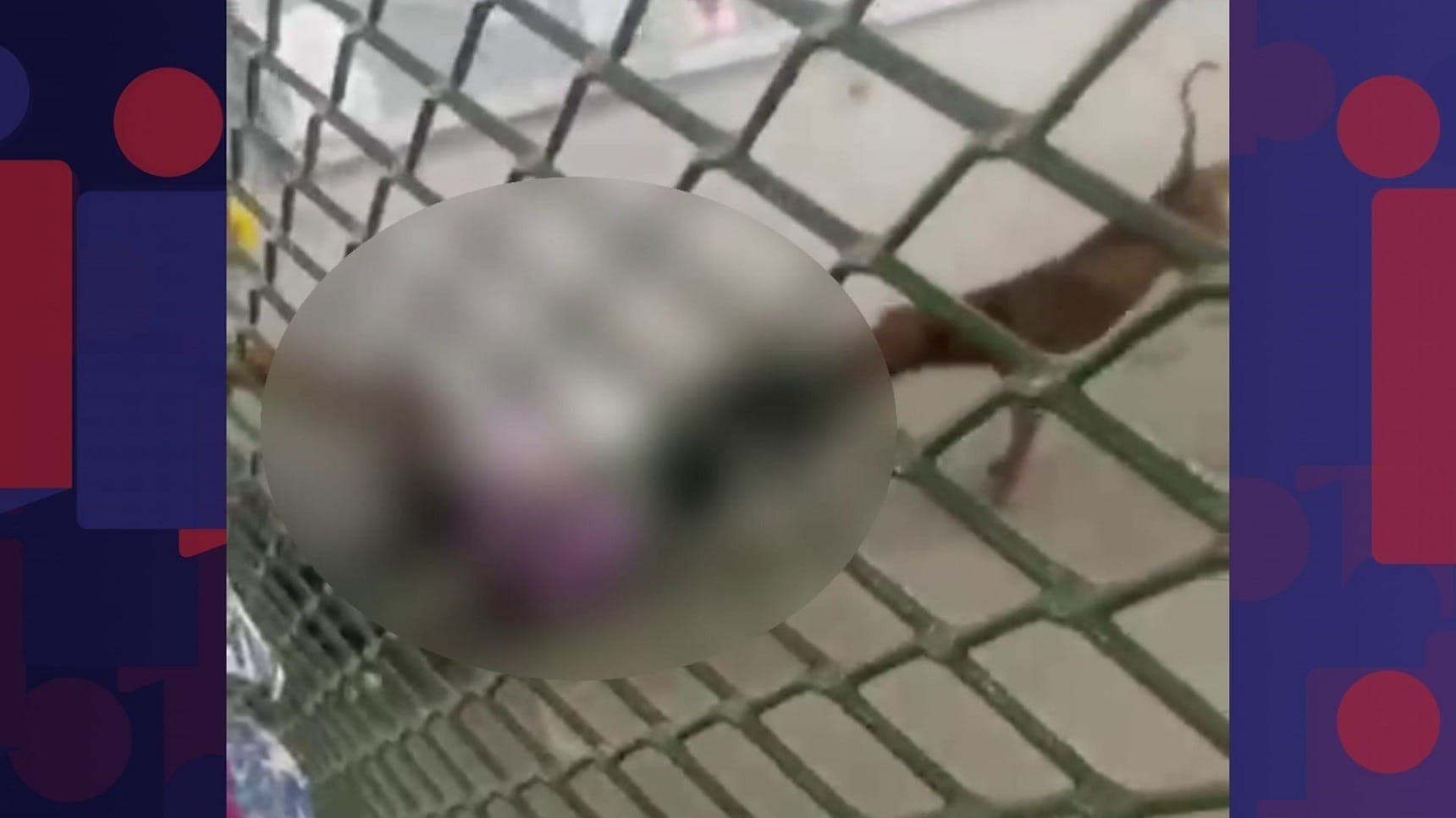 Vídeo mostra pitbull atacando criança 