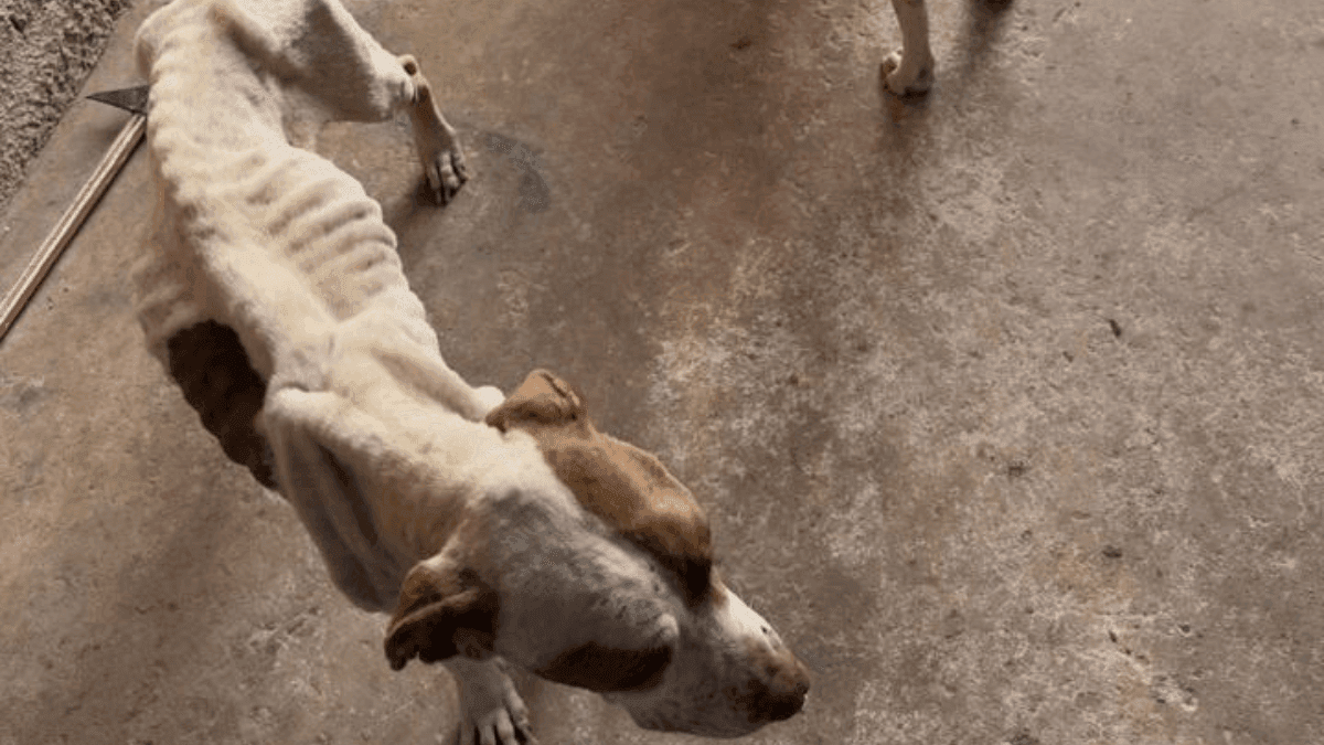 Os animais foram resgatados 