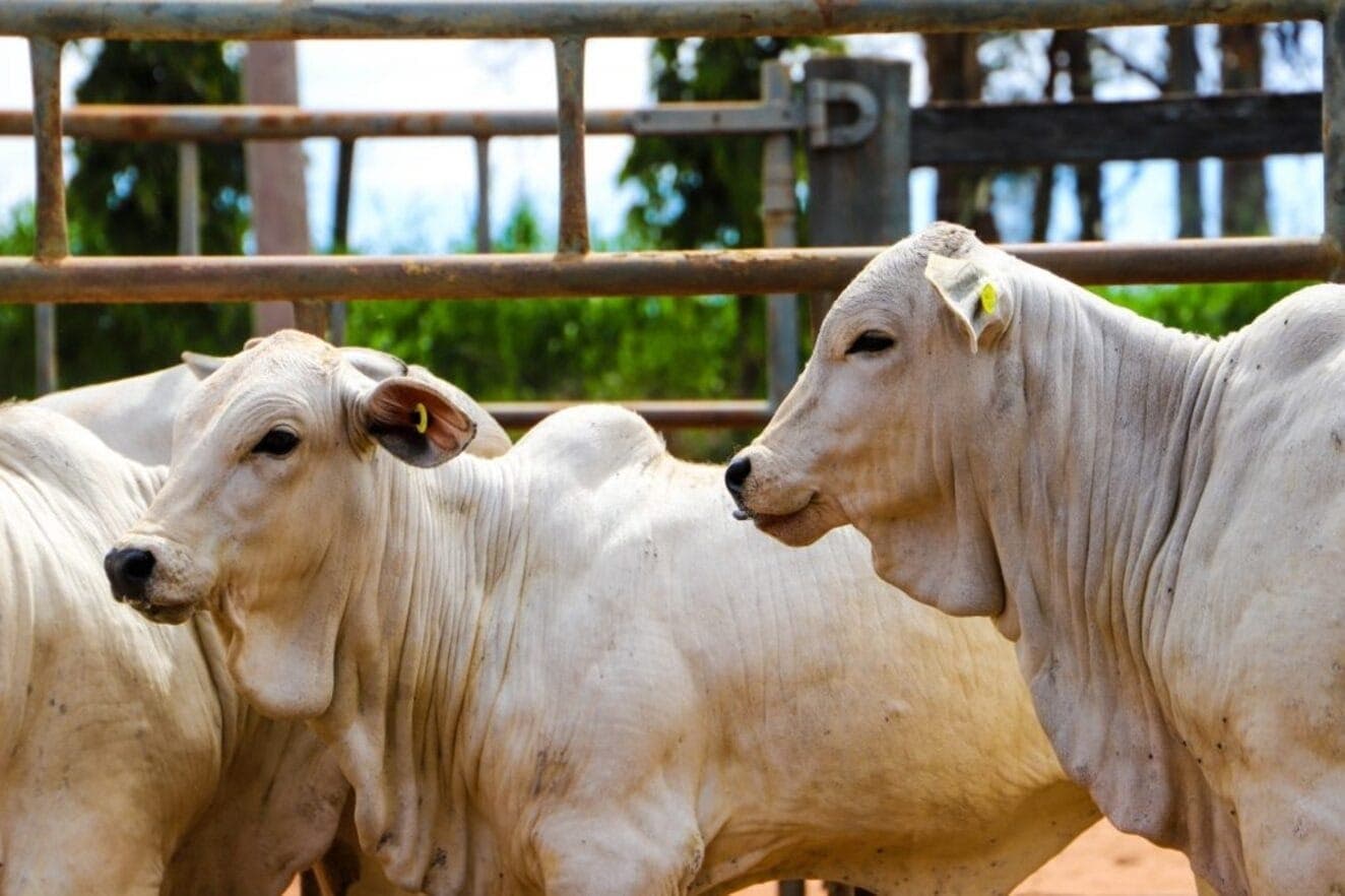 Exportações em alta pressionam os preços da carne bovina em fevereiro