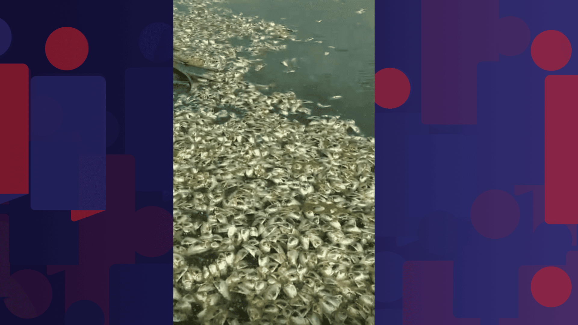 Peixes aparecem mortos em lagoa em Piratininga