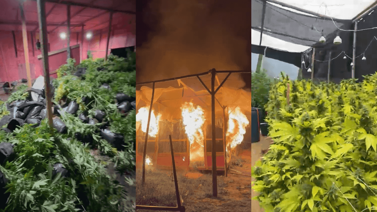 Polícia Civil apreende 1700 pés de maconha em São Luiz do Paraitinga