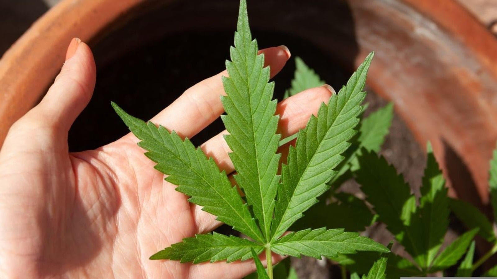 Cannabis