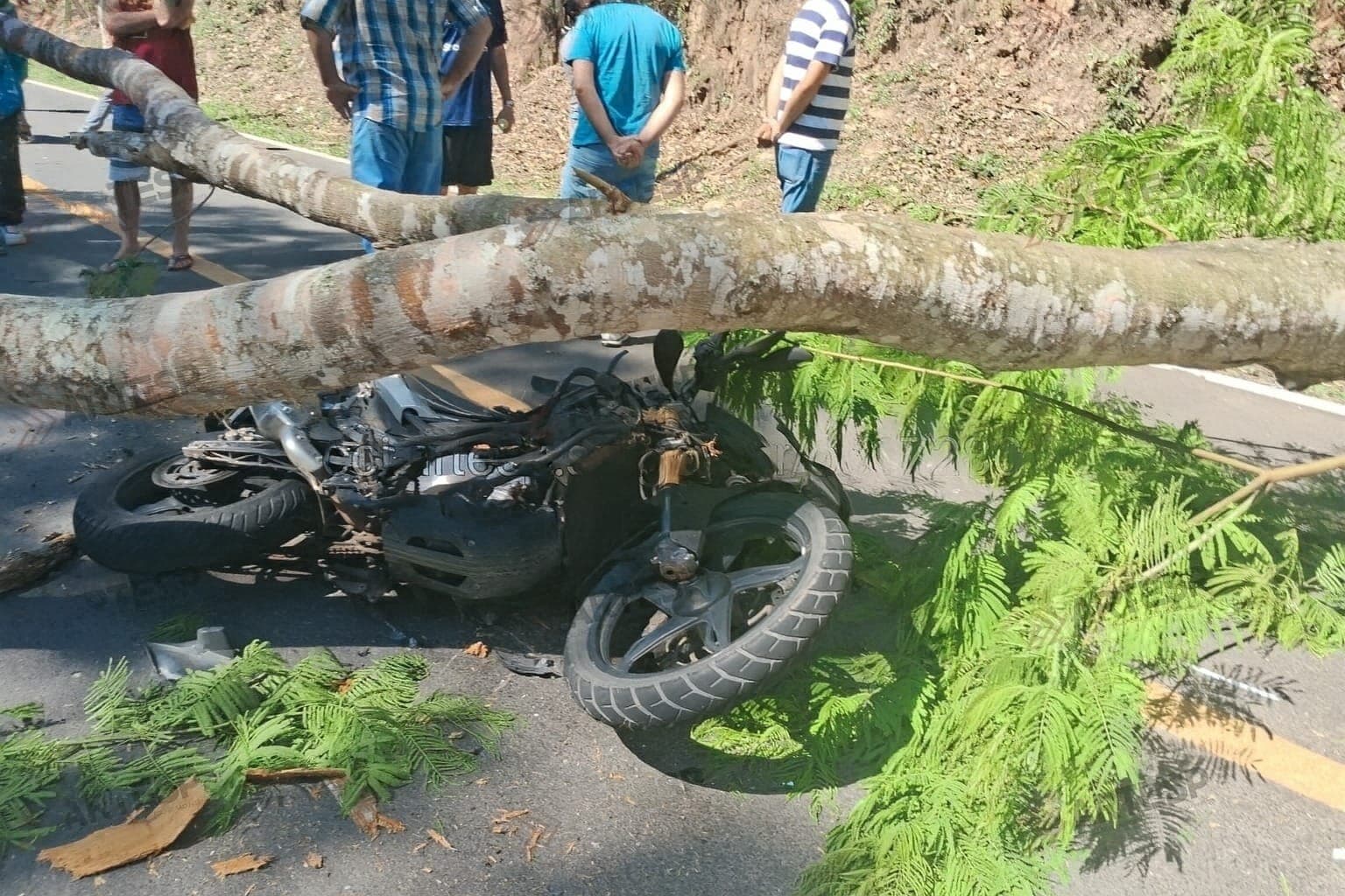 Motociclista Atingido por Árvore em Rodovia