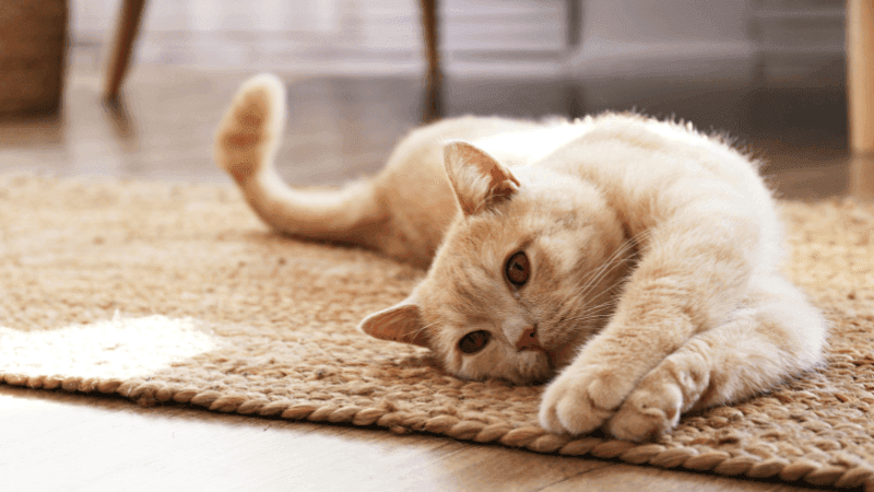 Esporotricose em Gatos: O que É, Como Prevenir e Reconhecer os Sintomas