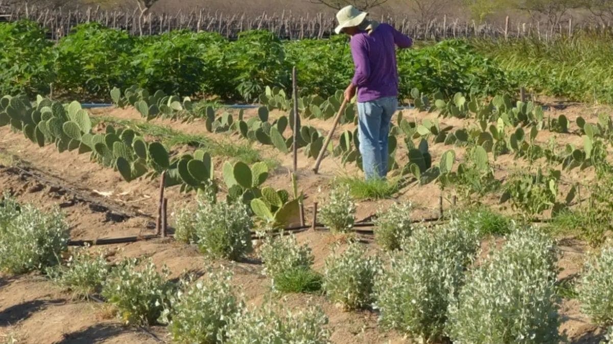 Produtor rural RS