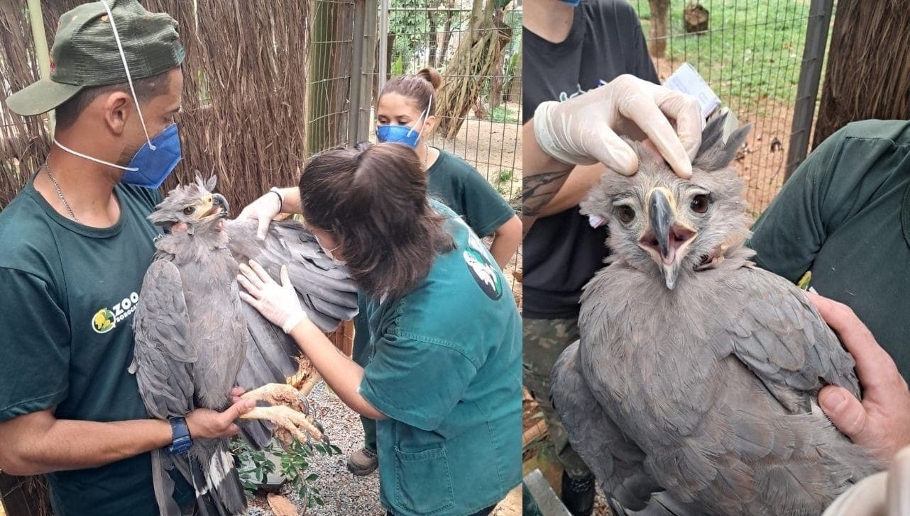Exames preventivos feitos nas aves